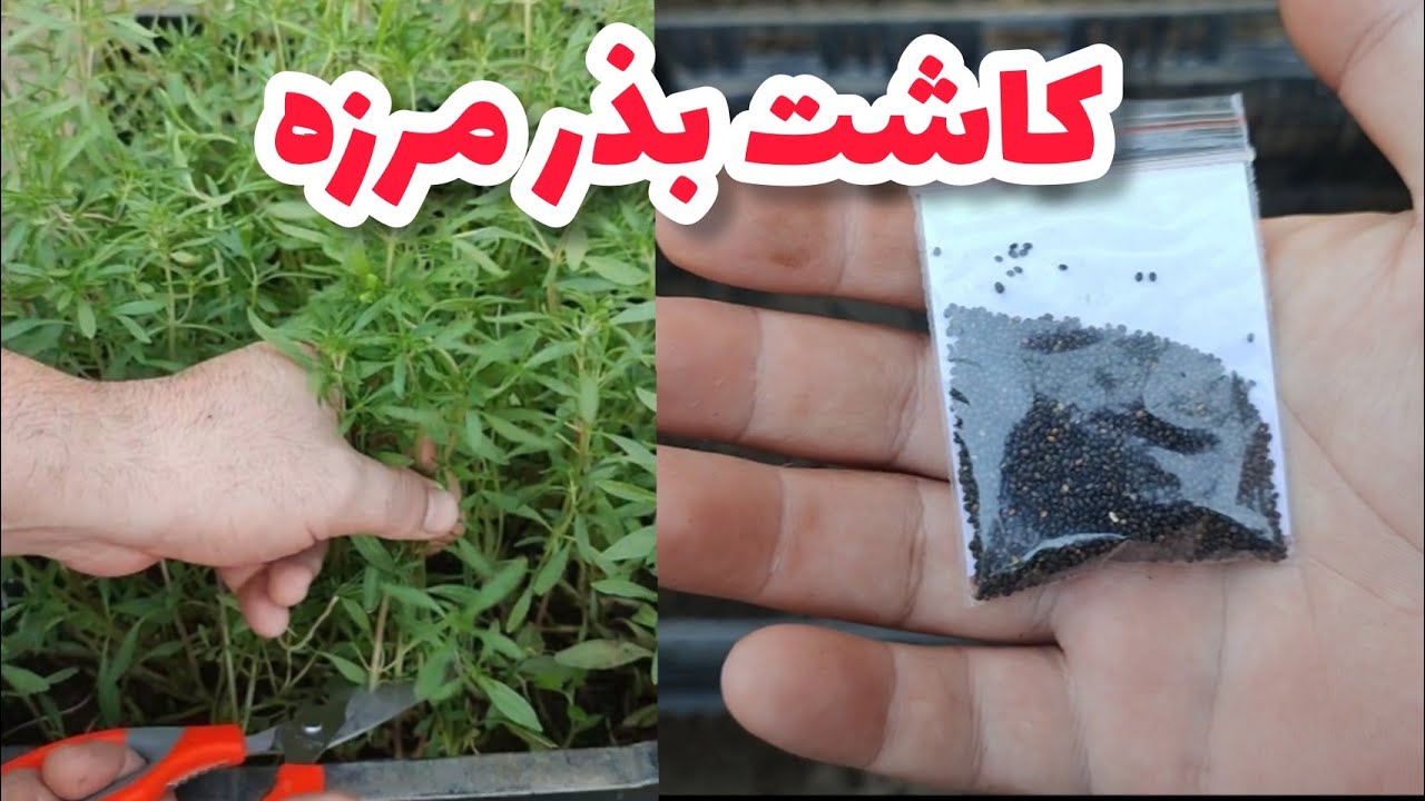 کاشت بذر سبزی مرزه / پرورش مرزه بدون نیاز به باغچه در جعبه پلاستیکی