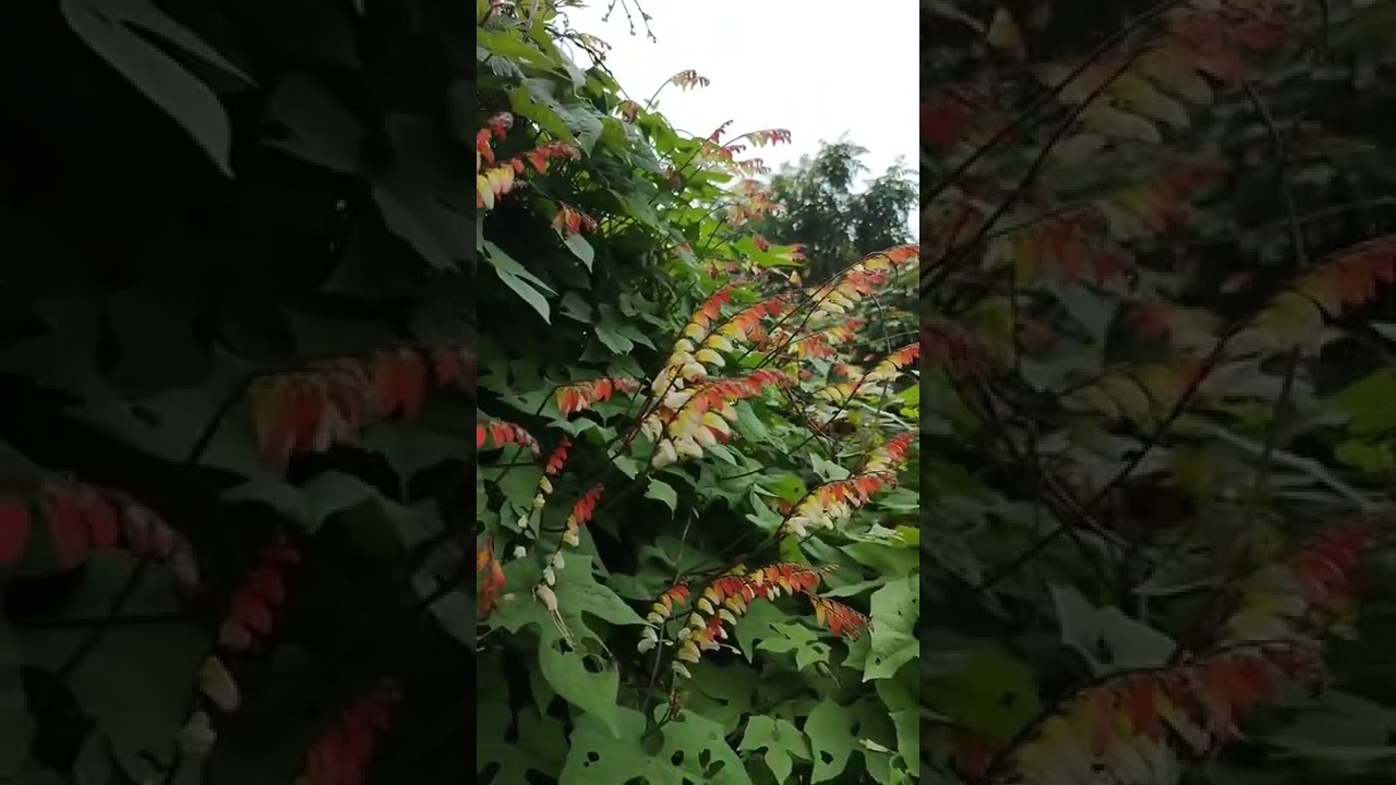 بذر پیچک رونده مینا لوباتا در حال تولید در منصوری گل