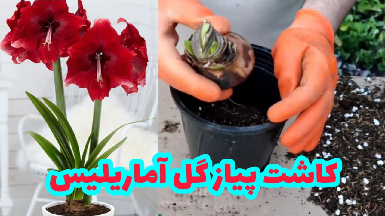 نحوه کاشت پیاز گل آماریلیس در گلدان