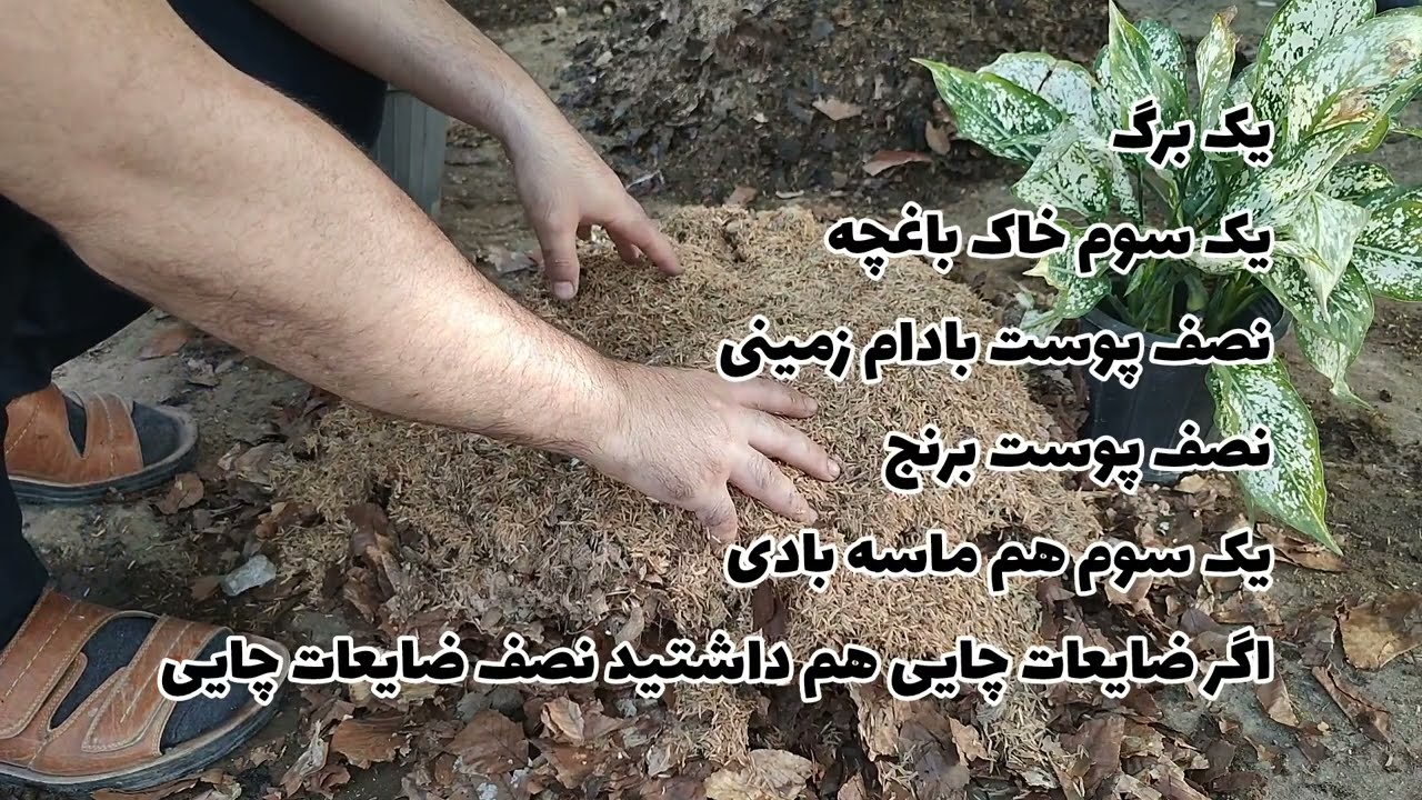 روش درست و اصولی تکثیر و نگهداری گل آپارتمانی آگلونما